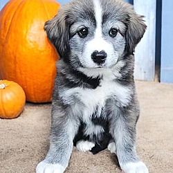 Thumbnail photo of AUSSIE/HUSKY MIX PUPPIES! #3