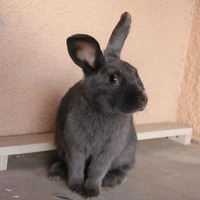 adopt-pet