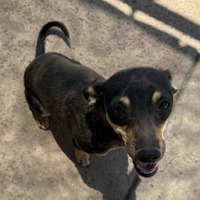 adopt-pet