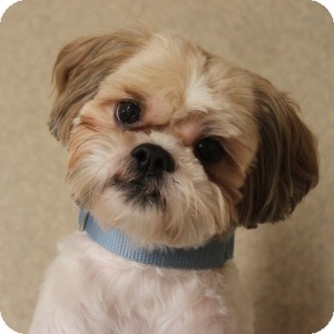 Naperville Il Lhasa Apso Meet Carmel A Pet For Adoption