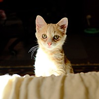 ARABELLA - Domestic Shorthair available for adoption