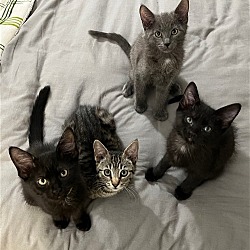 Thumbnail photo of Snickers, Reeses, Heath and Butterfinger #2