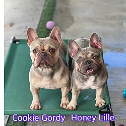 Thumbnail photo of Cookie Gordy #2