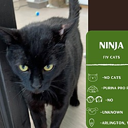 Thumbnail photo of Ninja #1