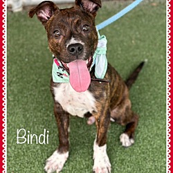 Thumbnail photo of BINDI #1