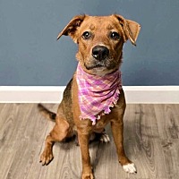 adopt a pet