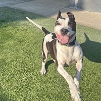 adopt a pet