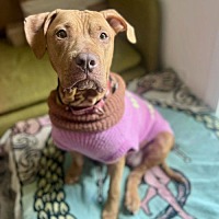 adopt a pet