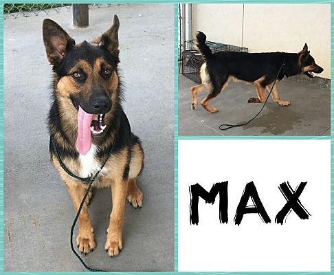 Colorado Springs Co German Shepherd Dog Meet Max A Pet For Adoption