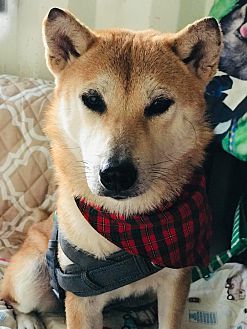 Shiba inu petsmart 2025