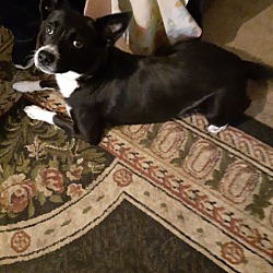 Adopted Pets At Indian Summers Border Collie Rescue Inc In Minerva Ohio