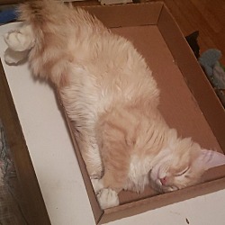 Maine Coon Kittens For Sale In Louisiana Adoptapet Com