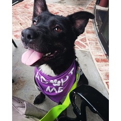 Photo of VIOLET