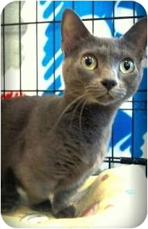 Phoenix Az Munchkin Meet Stormy A Pet For Adoption