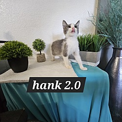 Photo of hank 2.0