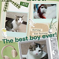 adopt a pet
