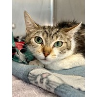 adopt-pet
