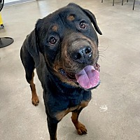 adopt a pet