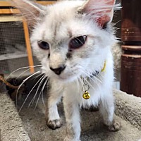 adopt a pet