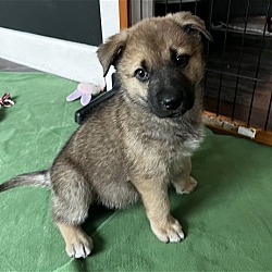 Photo of Nutmeg