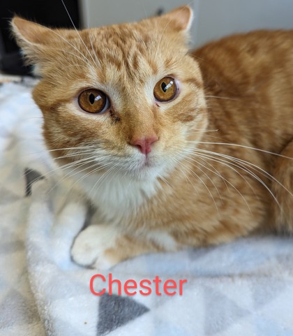 Photo of Chester