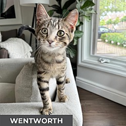 Thumbnail photo of Wentworth #2