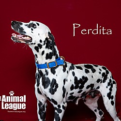 Thumbnail photo of Perdita #2