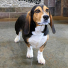 Adopt A Pet :: Hugo - Versailles, KY