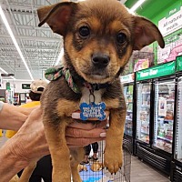 adopt a pet