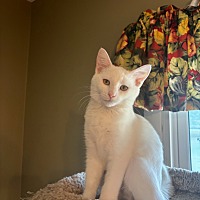 adopt-pet