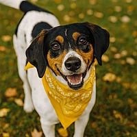 adopt a pet