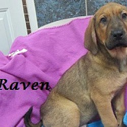 Thumbnail photo of Raven #1