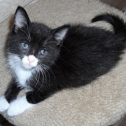 Thumbnail photo of scamper kitten #4