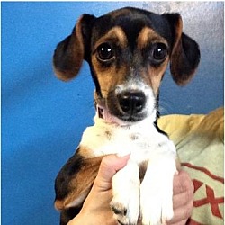 Thumbnail photo of Pocket beagle #1