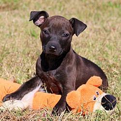 Thumbnail photo of Zola~adopted~ #1