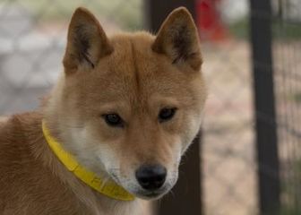 Adopt A Pet Petsmart Charities