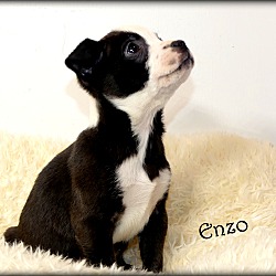 Thumbnail photo of Enzo~adopted! #3