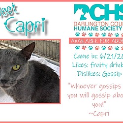 Thumbnail photo of Capri #4