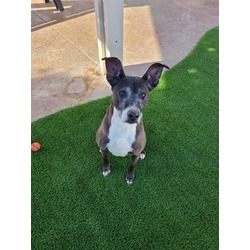 Photo of DOBIE