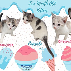 Photo of Ice Cream Kittens