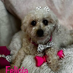 Thumbnail photo of Felicia #1
