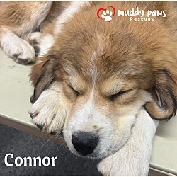 Thumbnail photo of Swift Boys Litter: Connor - No Longer Accepting Applications #1
