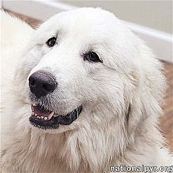 Photo of Snowball in AL - Adores Human Attention!