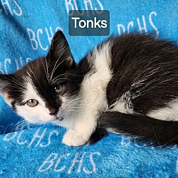 Photo of Tonks - available soon