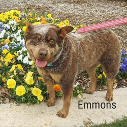 Photo of Emmons