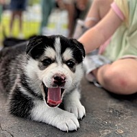 adopt a pet