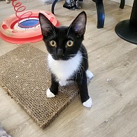 adopt a pet