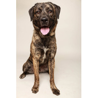 adopt-pet