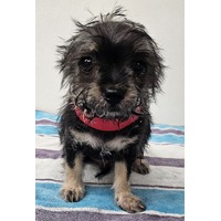 adopt-pet