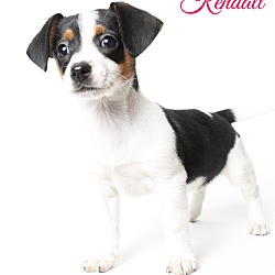 Thumbnail photo of Kendall - Adoption Pending #2